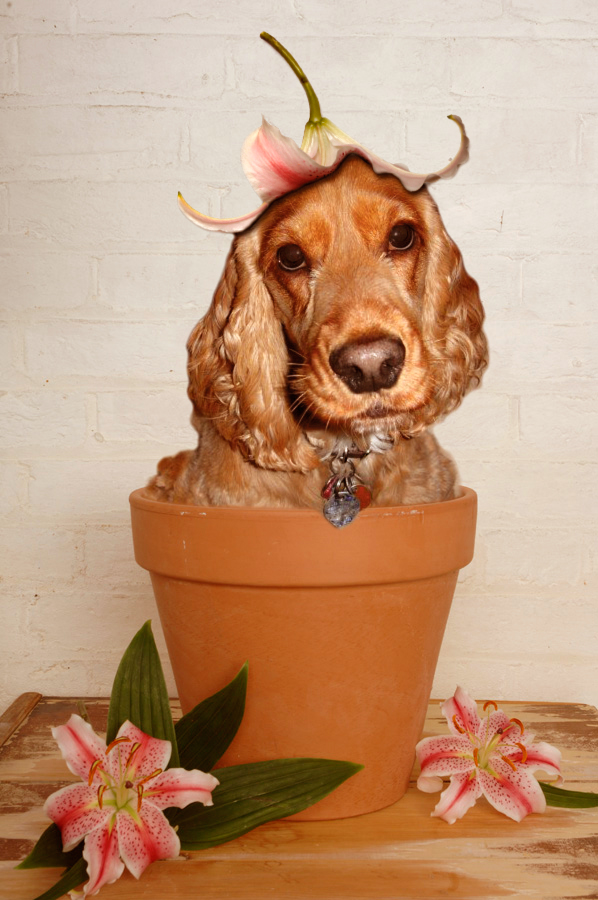 Ginger Flower