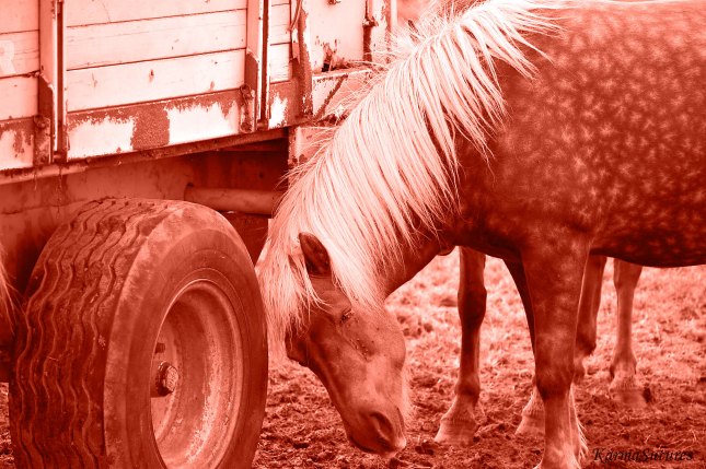Carriage and Horse