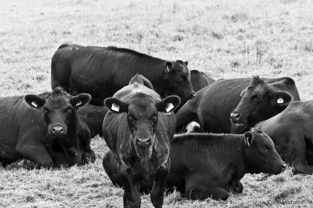 Evil Cows