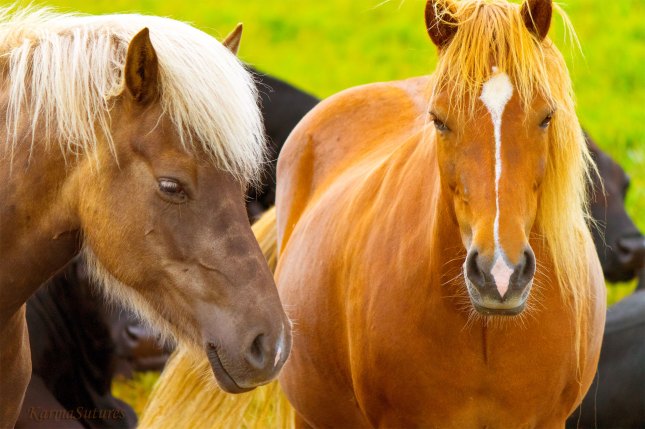 Horsies