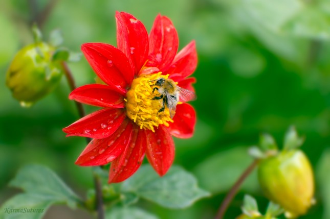 Mandatory Bee